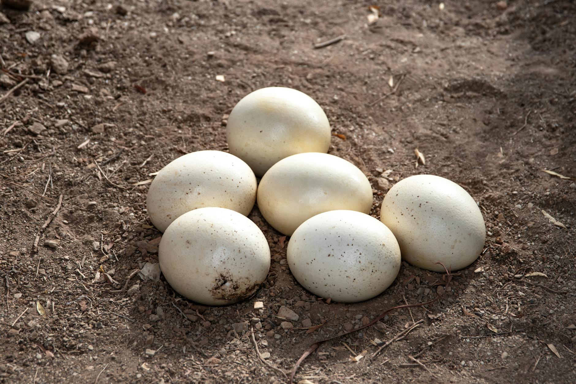 6. Go Bigger on Art Than You Think You Should - Cluster of ostrich eggs resting on bare soil, captured in natural daylight.